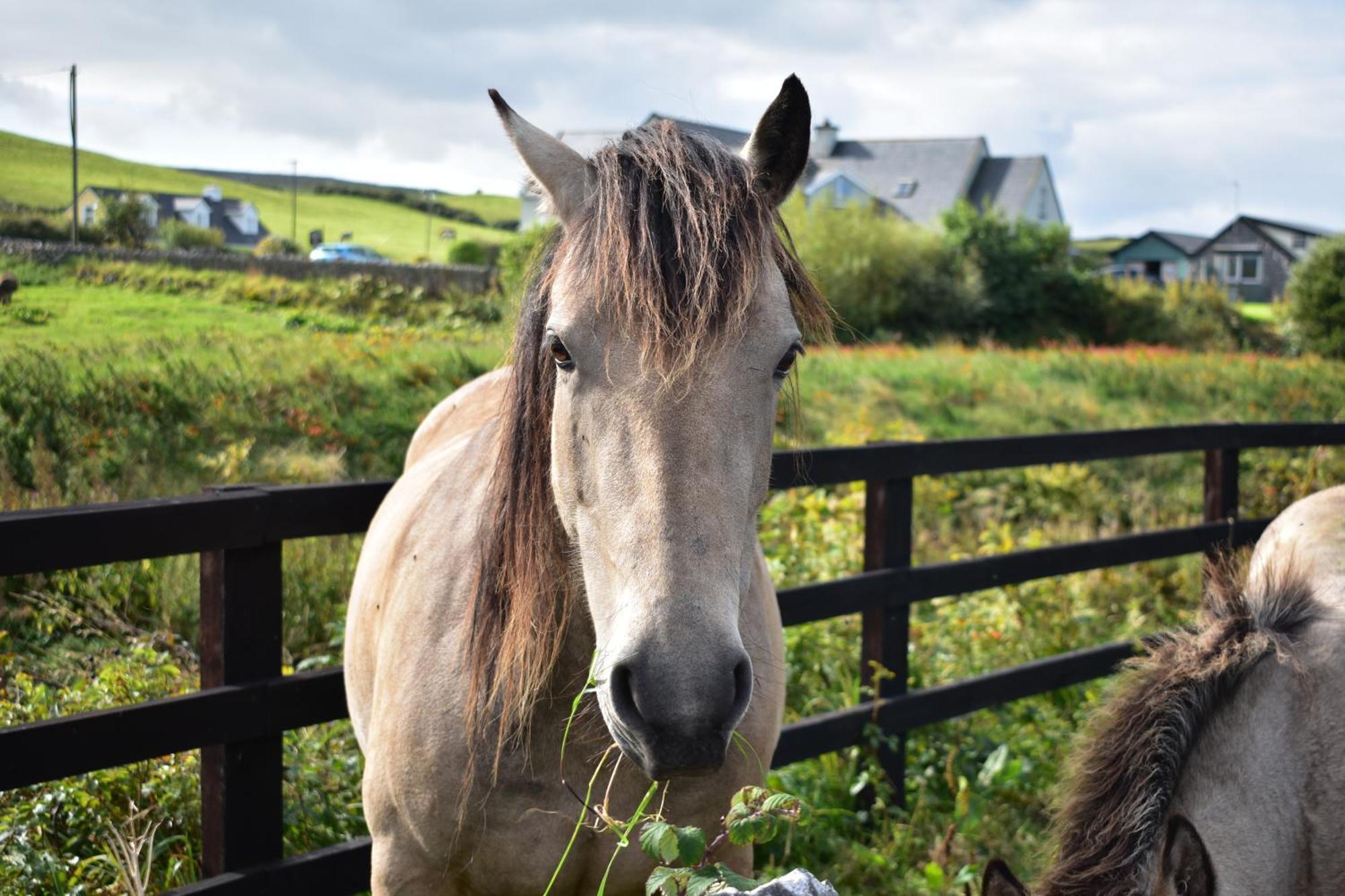 Hotel Doolin Glamping Exterior foto
